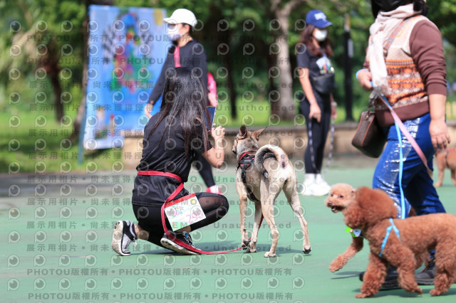 2021第四屆奔跑吧!毛小孩路跑綠寶石寵物公園場