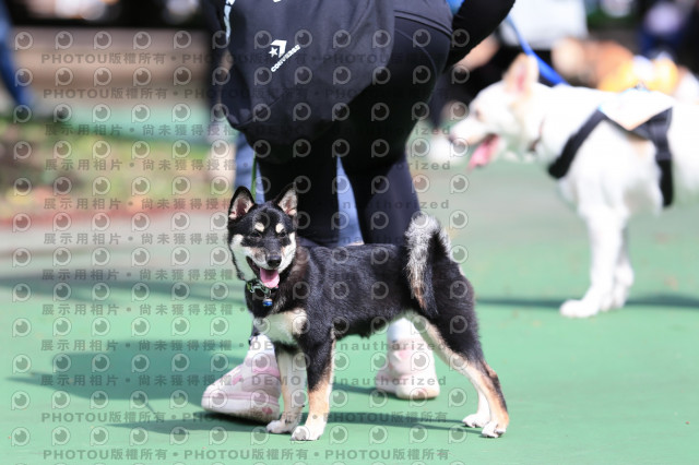 2021第四屆奔跑吧!毛小孩路跑綠寶石寵物公園場