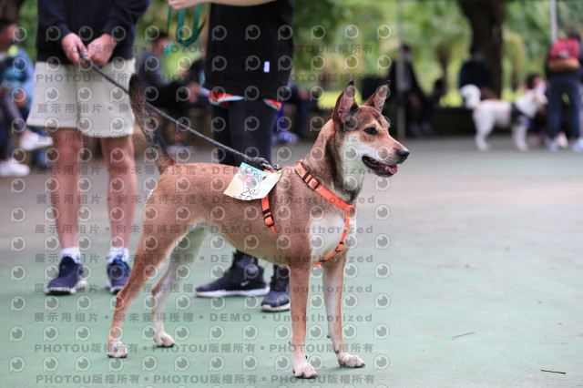 2021第四屆奔跑吧!毛小孩路跑綠寶石寵物公園場