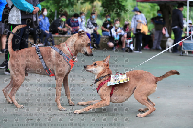 2021第四屆奔跑吧!毛小孩路跑綠寶石寵物公園場