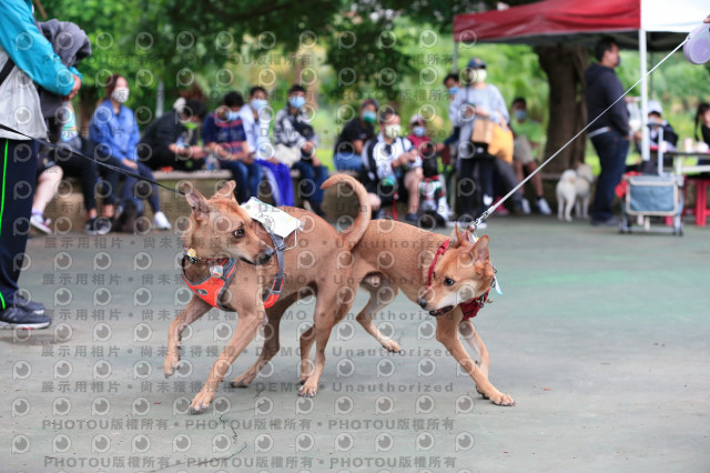 2021第四屆奔跑吧!毛小孩路跑綠寶石寵物公園場