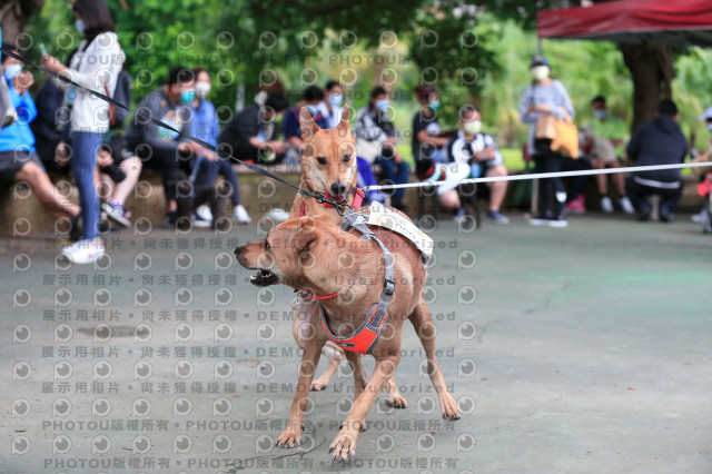 2021第四屆奔跑吧!毛小孩路跑綠寶石寵物公園場