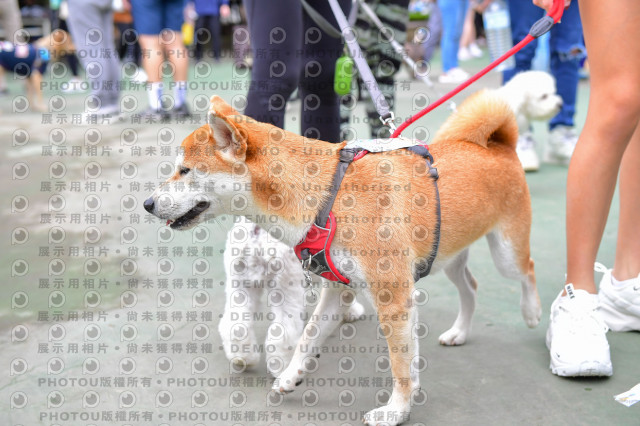 2021第四屆奔跑吧!毛小孩路跑綠寶石寵物公園場