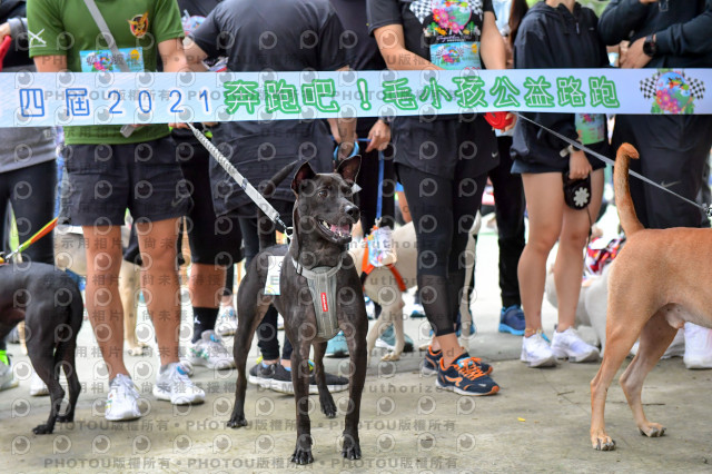 2021第四屆奔跑吧!毛小孩路跑綠寶石寵物公園場