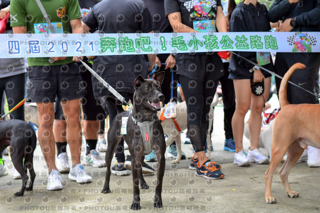 2021第四屆奔跑吧!毛小孩路跑綠寶石寵物公園場