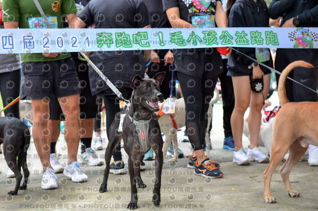 2021第四屆奔跑吧!毛小孩路跑綠寶石寵物公園場