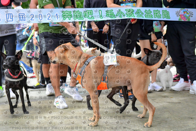 2021第四屆奔跑吧!毛小孩路跑綠寶石寵物公園場