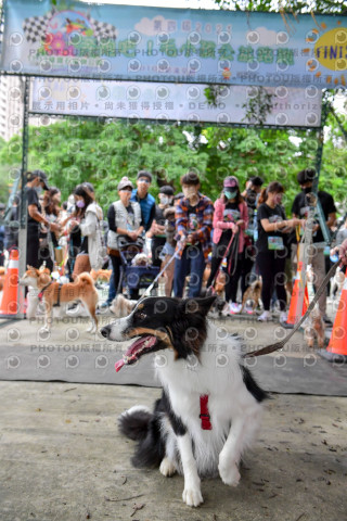 2021第四屆奔跑吧!毛小孩路跑綠寶石寵物公園場