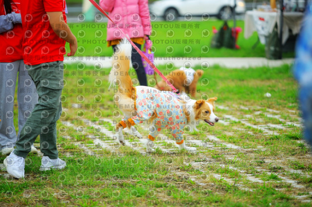 2023咪可思奔跑吧!毛小孩公益路跑 -三重水樣加開場