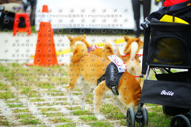 2023咪可思奔跑吧!毛小孩公益路跑 -三重水樣加開場