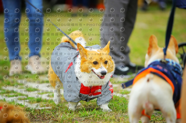 2023咪可思奔跑吧!毛小孩公益路跑 -三重水樣加開場