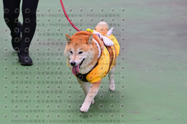 2024第六屆奔跑吧!毛小孩公益路跑