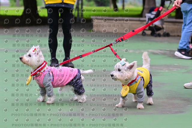 2024第六屆奔跑吧!毛小孩公益路跑