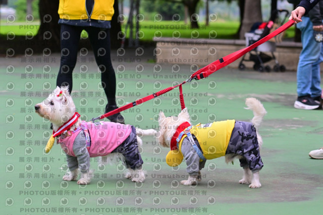 2024第六屆奔跑吧!毛小孩公益路跑