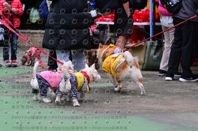 2024第六屆奔跑吧!毛小孩公益路跑