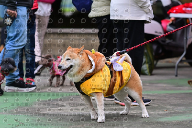 2024第六屆奔跑吧!毛小孩公益路跑