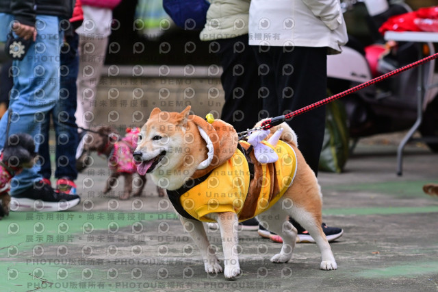 2024第六屆奔跑吧!毛小孩公益路跑