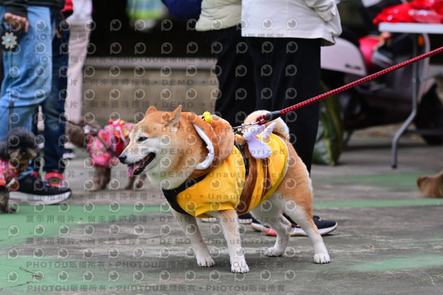 2024第六屆奔跑吧!毛小孩公益路跑