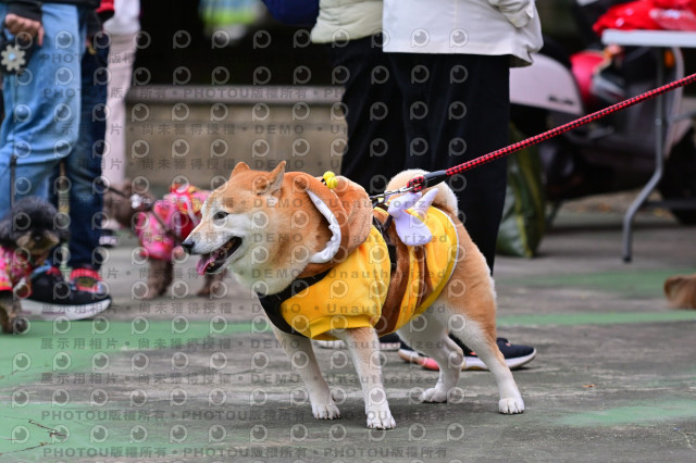 2024第六屆奔跑吧!毛小孩公益路跑