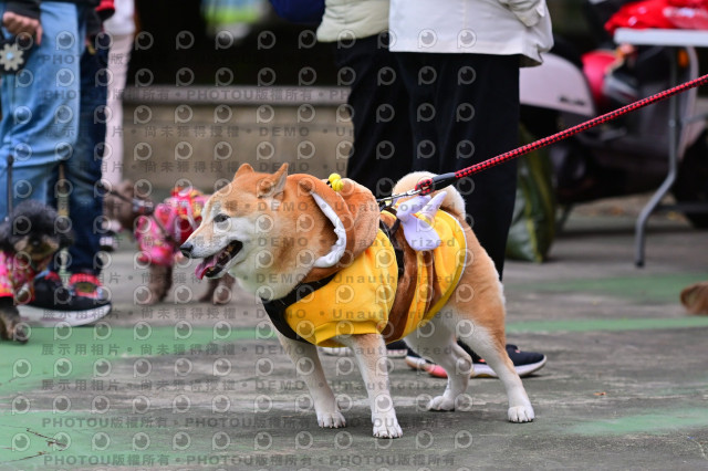 2024第六屆奔跑吧!毛小孩公益路跑