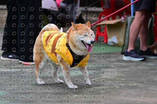 2024第六屆奔跑吧!毛小孩公益路跑