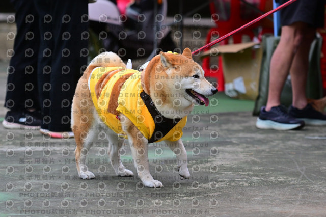 2024第六屆奔跑吧!毛小孩公益路跑