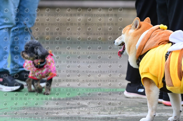2024第六屆奔跑吧!毛小孩公益路跑