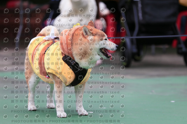 2024第六屆奔跑吧!毛小孩公益路跑