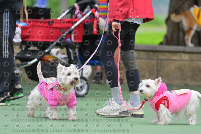 2024第六屆奔跑吧!毛小孩公益路跑
