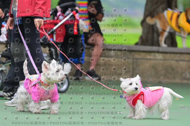 2024第六屆奔跑吧!毛小孩公益路跑