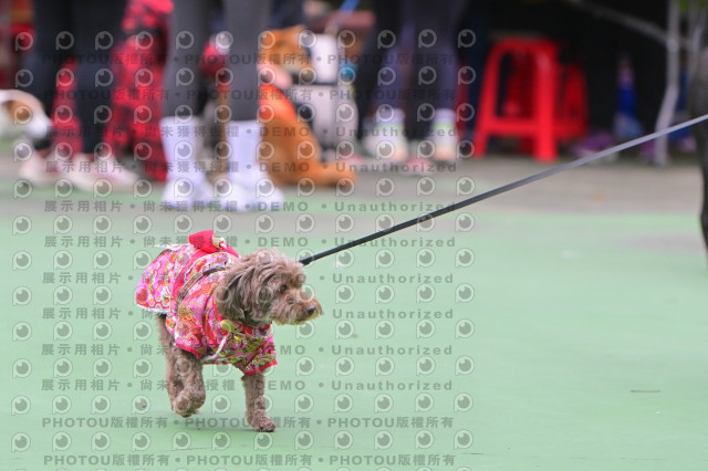 2024第六屆奔跑吧!毛小孩公益路跑