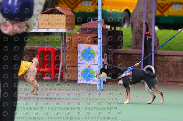 2024第六屆奔跑吧!毛小孩公益路跑