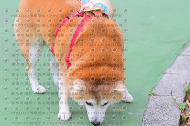 2024第六屆奔跑吧!毛小孩公益路跑