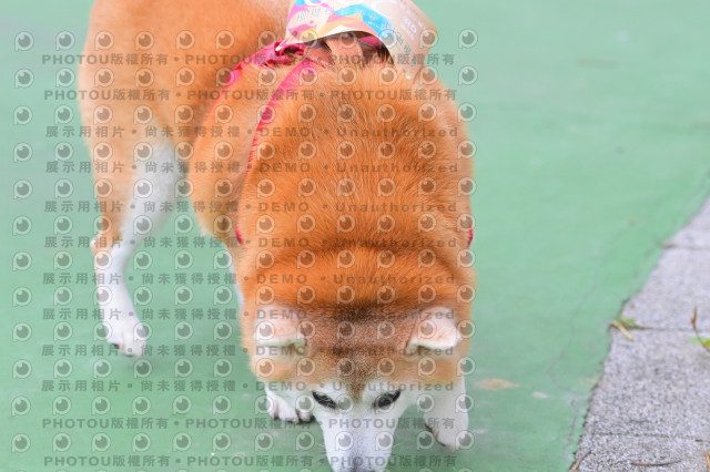 2024第六屆奔跑吧!毛小孩公益路跑