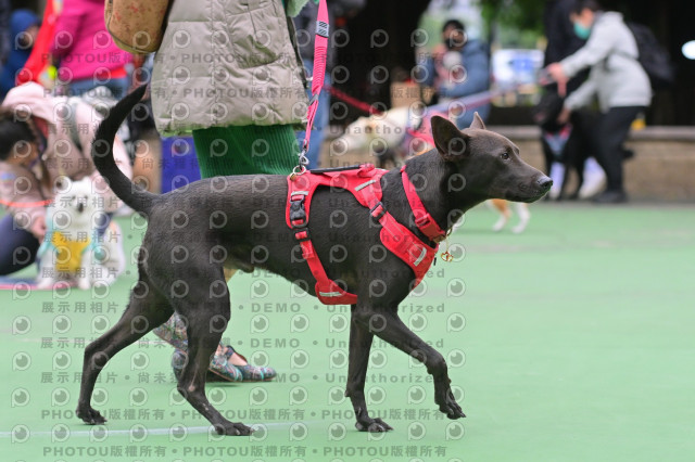 2024第六屆奔跑吧!毛小孩公益路跑