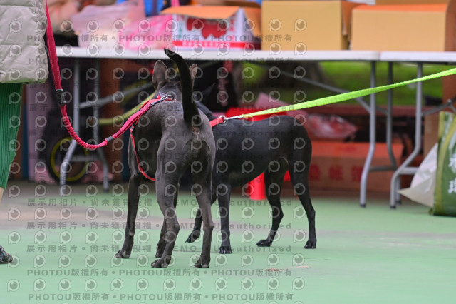 2024第六屆奔跑吧!毛小孩公益路跑