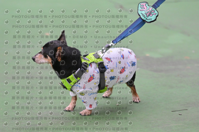 2024第六屆奔跑吧!毛小孩公益路跑