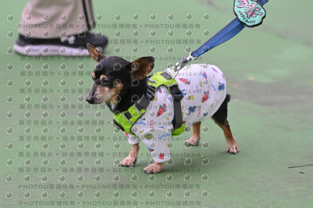 2024第六屆奔跑吧!毛小孩公益路跑