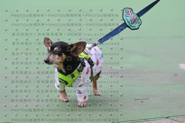 2024第六屆奔跑吧!毛小孩公益路跑
