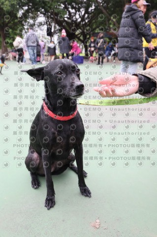 2024第六屆奔跑吧!毛小孩公益路跑