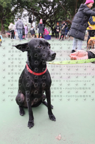 2024第六屆奔跑吧!毛小孩公益路跑