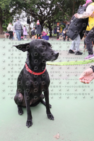 2024第六屆奔跑吧!毛小孩公益路跑