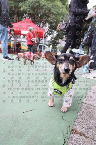 2024第六屆奔跑吧!毛小孩公益路跑