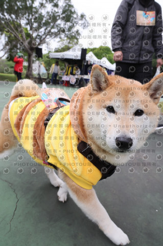 2024第六屆奔跑吧!毛小孩公益路跑