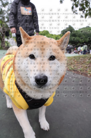 2024第六屆奔跑吧!毛小孩公益路跑