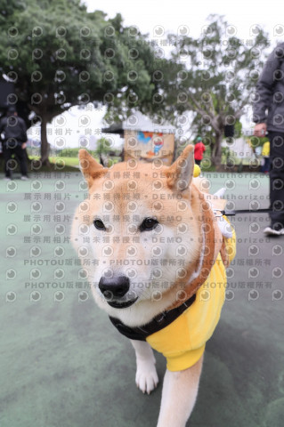 2024第六屆奔跑吧!毛小孩公益路跑