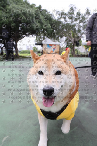 2024第六屆奔跑吧!毛小孩公益路跑