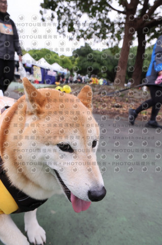 2024第六屆奔跑吧!毛小孩公益路跑