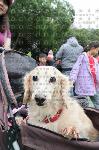 2024第六屆奔跑吧!毛小孩公益路跑