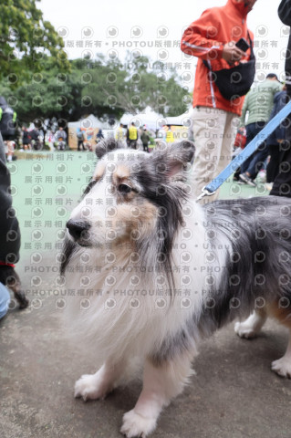 2024第六屆奔跑吧!毛小孩公益路跑